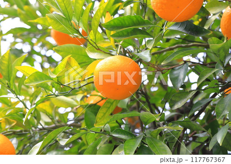 収穫間近の夏みかん 117767367