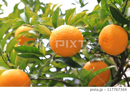 収穫間近の夏みかん 117767369