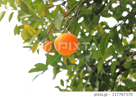 収穫間近の夏みかん 収穫間近の夏みかん 117767370
