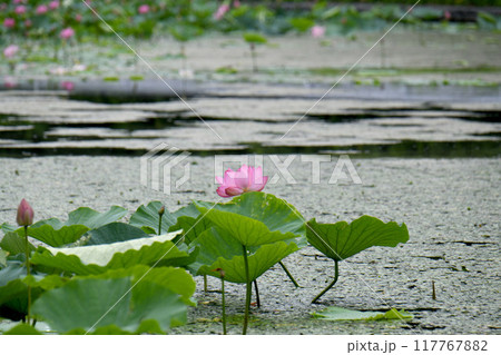 ハスの花 ハスの花 117767882