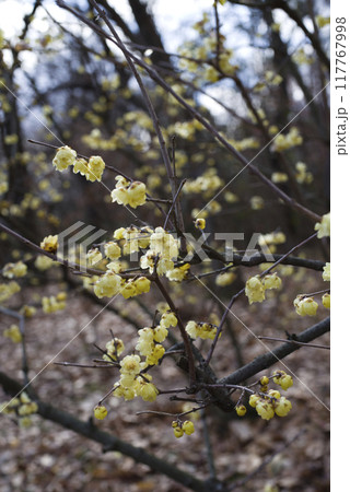 ソシンロウバイ(素心蝋梅)の黄色い花が咲いています。 ソシンロウバイ(素心蝋梅)の黄色い花が咲いています。 117767998