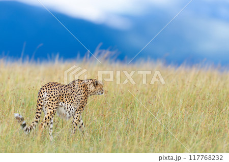 Wild african cheetah, beautiful mammal animal. Africa, Kenya 117768232