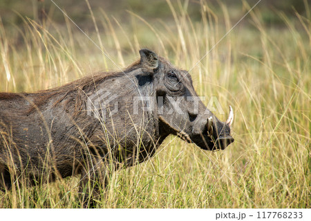 A warthog standing in a field of savannah tall grass 117768233