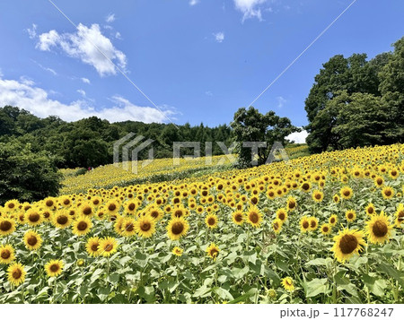 一面に広がるひまわり畑 一面に広がるひまわり畑 117768247