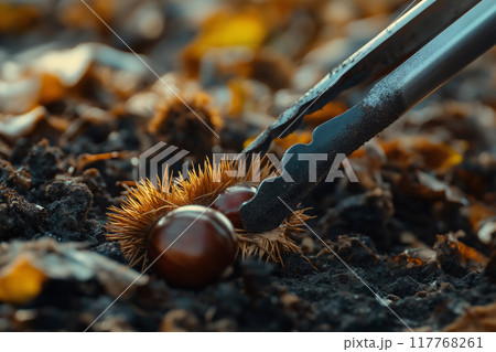 トングで栗を拾う。秋の栗拾い。 トングで栗を拾う。秋の栗拾い。 117768261