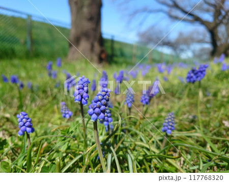 自生するムスカリの花 117768320