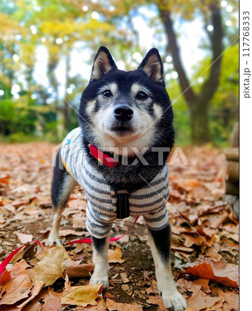 紅葉の落ち葉の中に立つ黒柴 紅葉の落ち葉の中に立つ黒柴 117768333