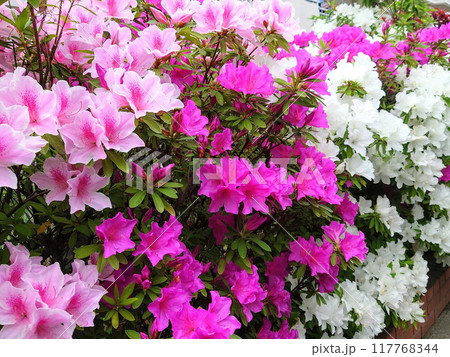 ツツジのある風景 ツツジのある風景 117768344