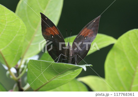 樹上のコノハチョウ♂ やんばるの森 樹上のコノハチョウ♂ やんばるの森 117768361