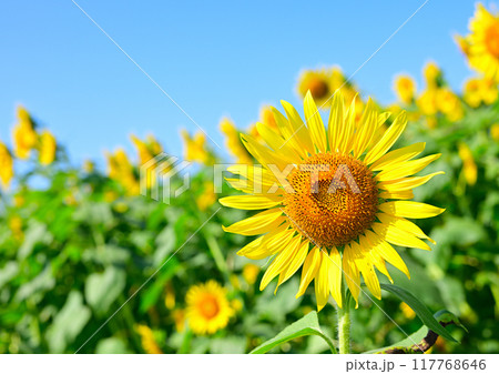 太陽に向かって咲くひまわり 太陽に向かって咲くひまわり 117768646