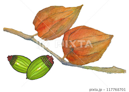 手描きの水彩画(絵手紙)「ドングリ(アラカシ)」と「ホオズキ」 117768701