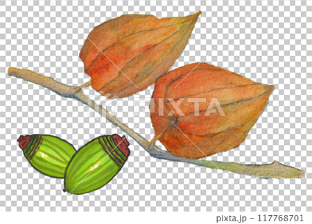手描きの水彩画(絵手紙)「ドングリ(アラカシ)」と「ホオズキ」 117768701