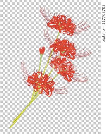 彼岸花の挿絵② 117768705