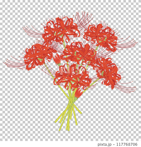 彼岸花の挿絵③ 117768706
