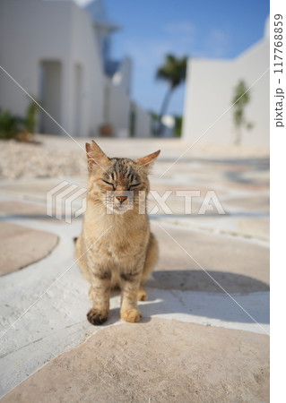青い空と猫 117768859