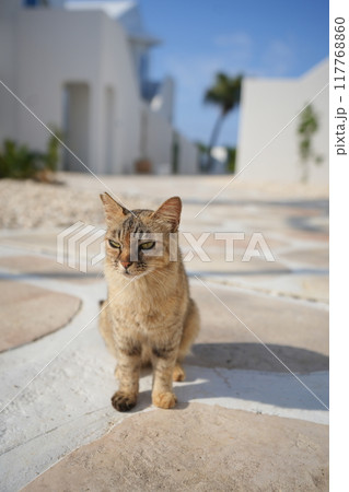 青い空と猫 117768860