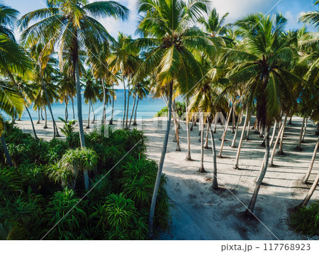 Coconut trees at holiday tropical island with blue sea. Drone view 117768923