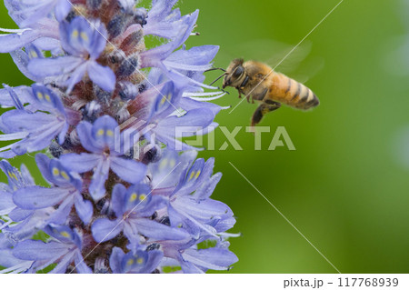 ポンテデリアの蜜を吸うミツバチ 117768939