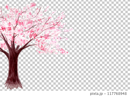 Pink with flowers sakura tree horizontal card isolated on white. Watercolor hand painted high quality nature design elements great for cards, banners, wedding invitations, beauty salons, tourist ads 117768948