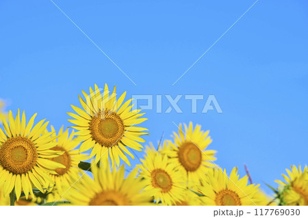 真夏のひまわり畑 117769030