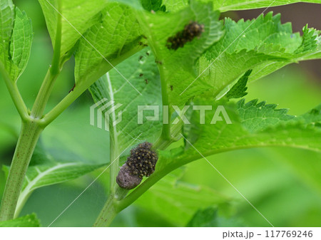 スジブトハシリグモと子供たち 117769246