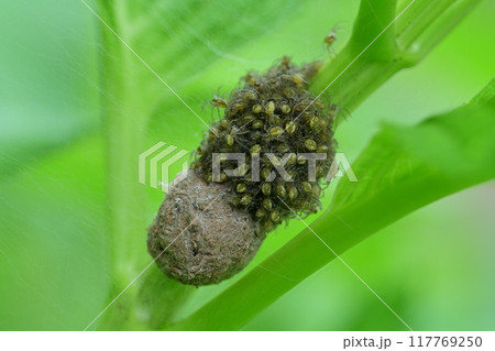 スジブトハシリグモと子供たち 117769250