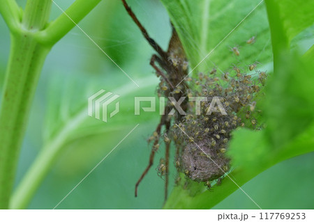 スジブトハシリグモと子供たち 117769253