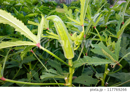 家庭菜園におけるオクラの栽培(収穫直前) 家庭菜園におけるオクラの栽培(収穫直前) 117769266