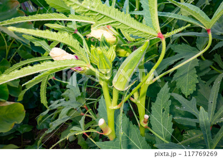 家庭菜園におけるオクラの栽培（収穫直前） 117769269