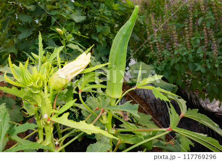 8月の菜園で収穫前のオクラ 8月の菜園で収穫前のオクラ 117769296