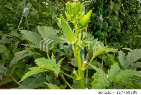 8月の菜園で収穫前のオクラ 117769299