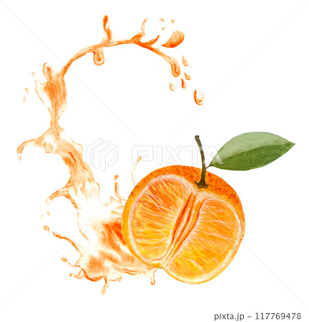 Green mandarine, fruit half, juicy splash watercolor composition isolated on white background, hand drawn for food design. Packages, restaurant and cafe menu, natural organic food, label, logo, decor Green mandarine, fruit half, juicy splash watercolor composition isolated on white background, hand drawn for food design. Packages, restaurant and cafe menu, natural organic food, label, logo, decor 117769478
