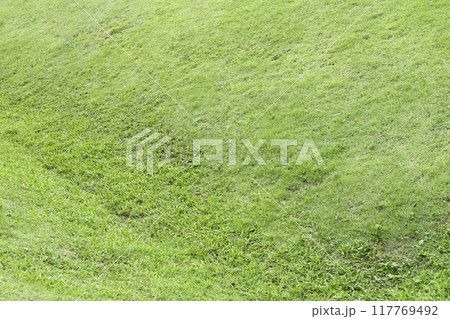 Fresh green grass field for texture background Fresh green grass field for texture background 117769492