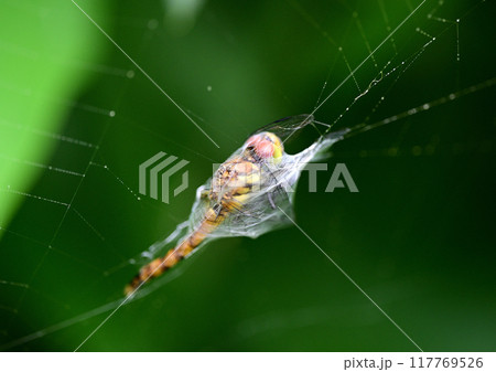ナガコガネグモの捕虫 117769526
