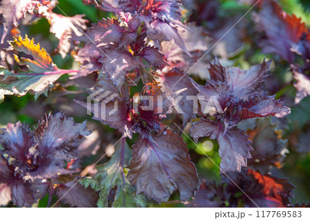赤紫蘇の葉 117769583