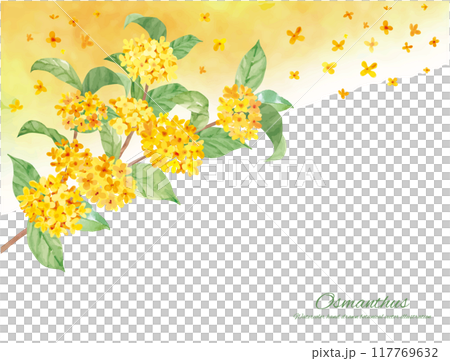 Vector illustration decorative material of osmanthus painted in watercolor 117769632