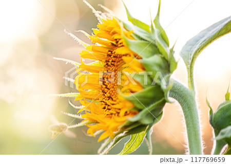 A sunflower flower and a bee flying to it. Fine focus line on sunflower A sunflower flower and a bee flying to it. Fine focus line on sunflower 117769659