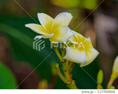 キョウチクトウ科プルメリアの花 キョウチクトウ科プルメリアの花 117769808