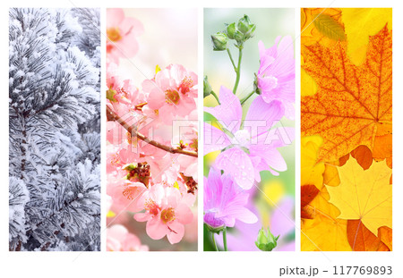 Four seasons of year. Set of vertical nature banners with winter, spring, summer and autumn scenes. Nature collage with seasonal scenics. Copy space for text 117769893