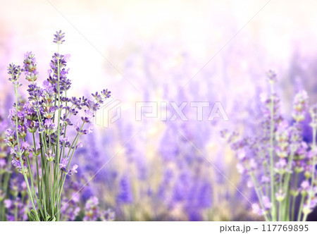 Purple lavender flowers on sunny beautiful nature spring background. Summer scene with fresh lavandula flower of lilac color. Blooming lavender field. Horizontal spring banner. Copy space for text Purple lavender flowers on sunny beautiful nature spring background. Summer scene with fresh lavandula flower of lilac color. Blooming lavender field. Horizontal spring banner. Copy space for text 117769895