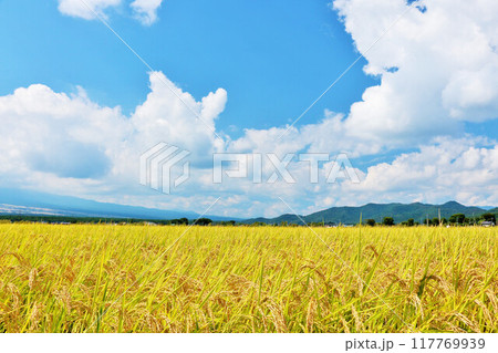 秋の青空と田んぼ 117769939
