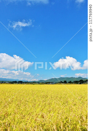 秋の青空と田んぼ 秋の青空と田んぼ 117769940