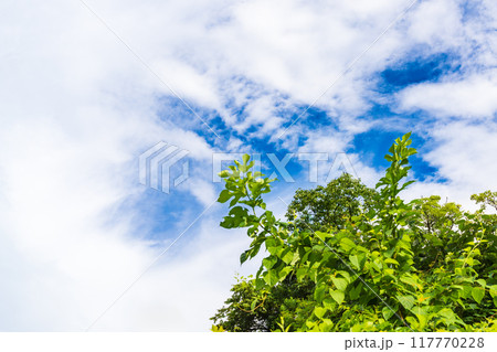 茂みの向こうに見える青空と薄雲 117770228