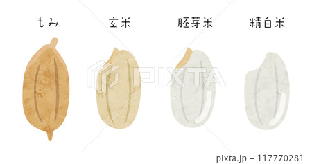 米の種類のベクターイラスト もみ 玄米 胚芽米 精白米 117770281