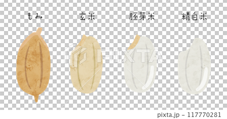 米の種類のベクターイラスト もみ 玄米 胚芽米 精白米 117770281