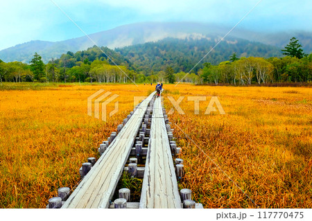 草紅葉の中の木道 草紅葉の中の木道 117770475