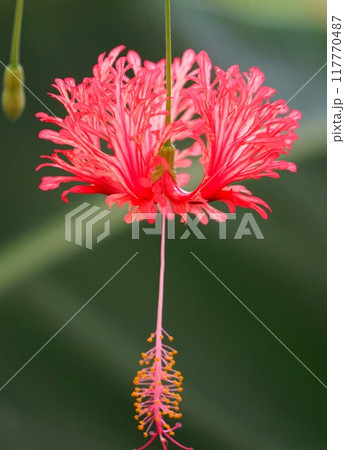 フウリンブッソウゲの赤い花 フウリンブッソウゲの赤い花 117770487