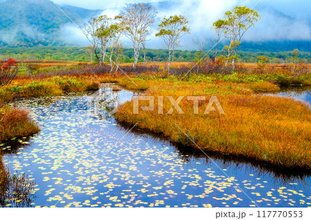 草紅葉と霧かかる池塘 草紅葉と霧かかる池塘 117770553