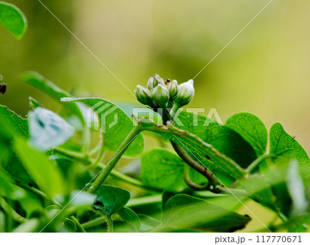 つる性多年草キョウチクトウ科ガガイモの蕾 117770671