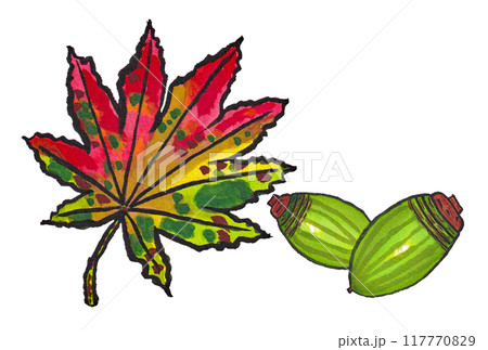 手描きの水彩画(絵手紙)「ドングリ(アラカシ)」と「紅葉したハウチワカエデ(羽団扇楓)の葉」 117770829